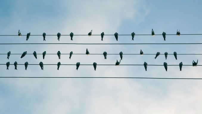 bird_in_line_birds_on_a_wire_electric_wire_perched-90114.jpg!d