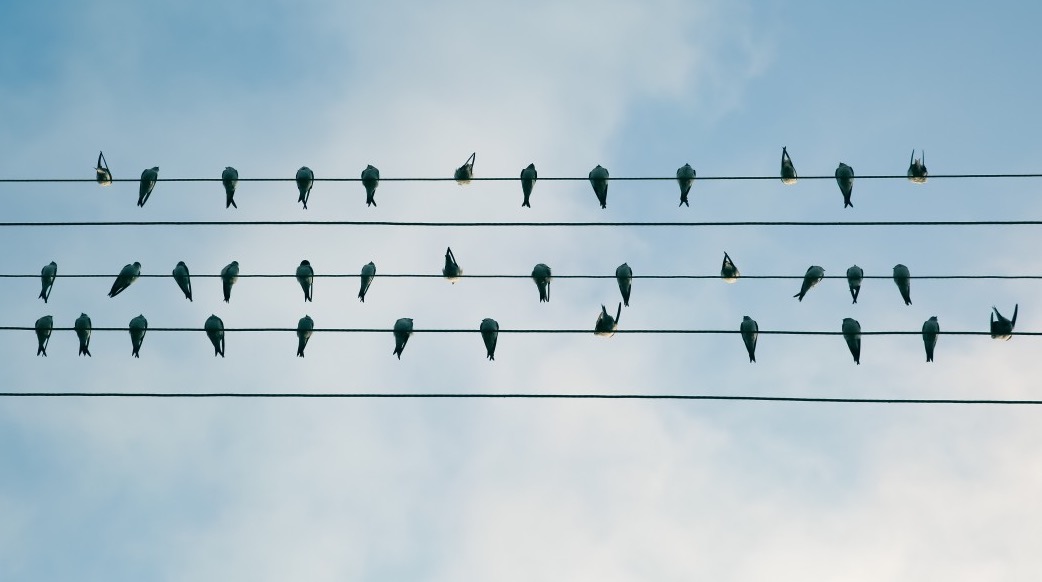 bird_in_line_birds_on_a_wire_electric_wire_perched-90114.jpg!d