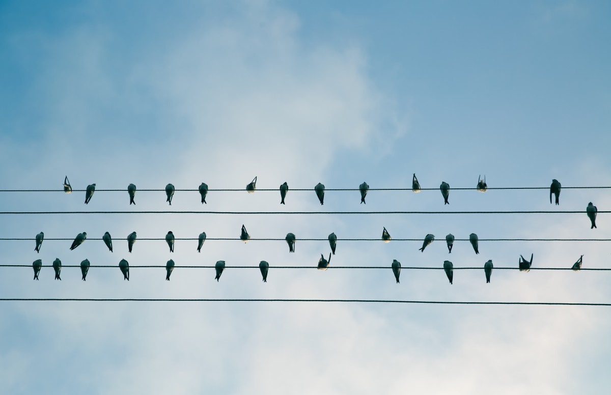 bird_in_line_birds_on_a_wire_electric_wire_perched-90114.jpg!d
